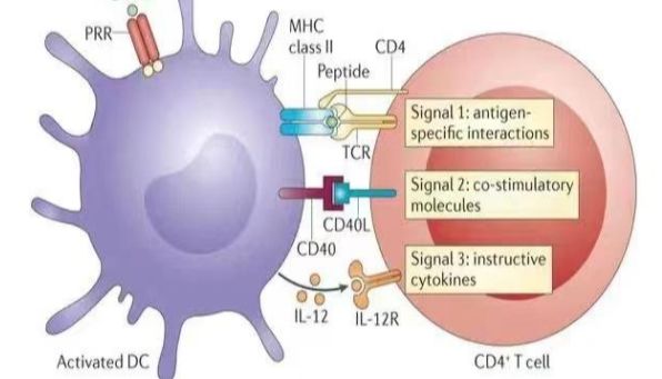 多重荧光免疫组化 | T细胞分型