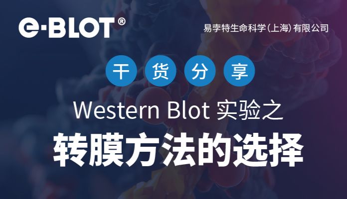 干货 | Western Blot 实验流程之转膜方法的选择