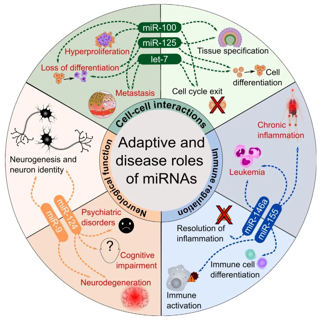 miRNA新研究进展盘点丨20240822期