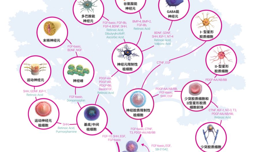神经干细胞在发育研究、疾病建模及再生医学中的应用