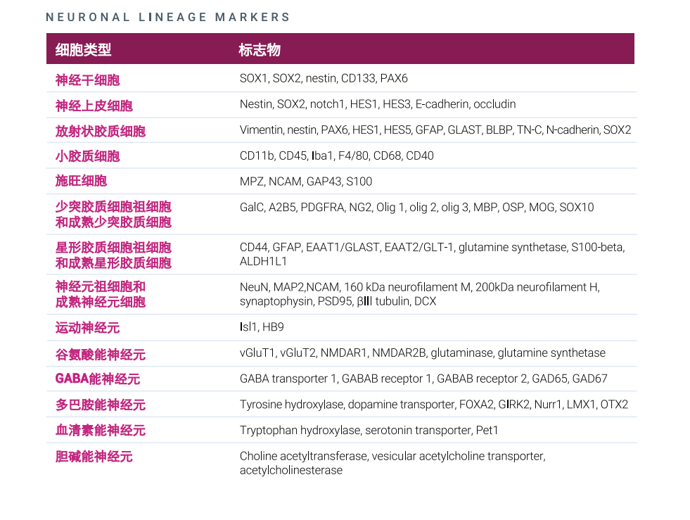 神经干细胞在发育研究、疾病建模及再生医学中的应用