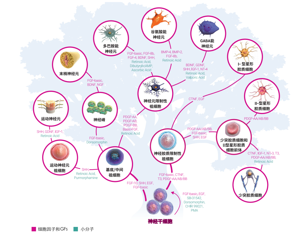 神经干细胞在发育研究、疾病建模及再生医学中的应用