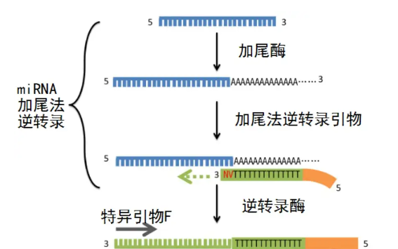 EZB miRNA加尾法逆转录试剂盒原理