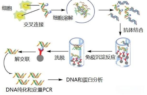 Abcam有关ChIP的问题解答