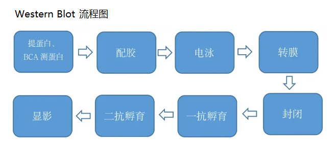 Western Blot 一抗、二抗4℃孵育多长时间最佳
