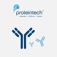 Proteintech 万种现货抗体