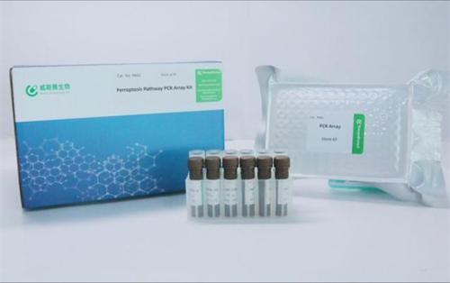 铁死亡信号通路PCR Real阵列试剂盒隆重上市
