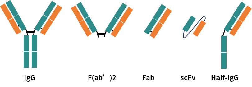 博格隆Diamond Protein L亲和层析填料纯化抗体片段案例分享