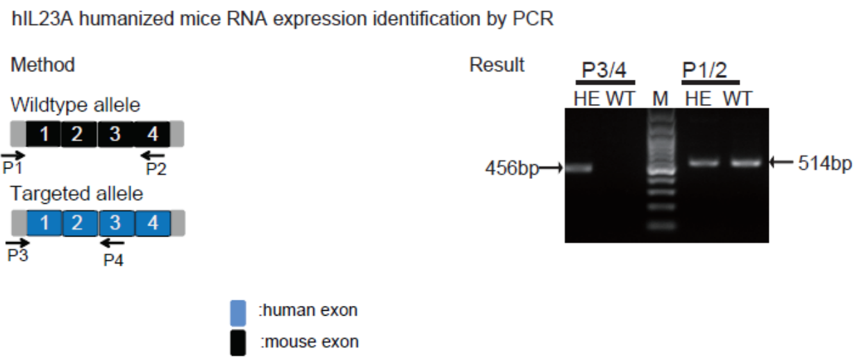 造模百科 | 银屑病小鼠模型