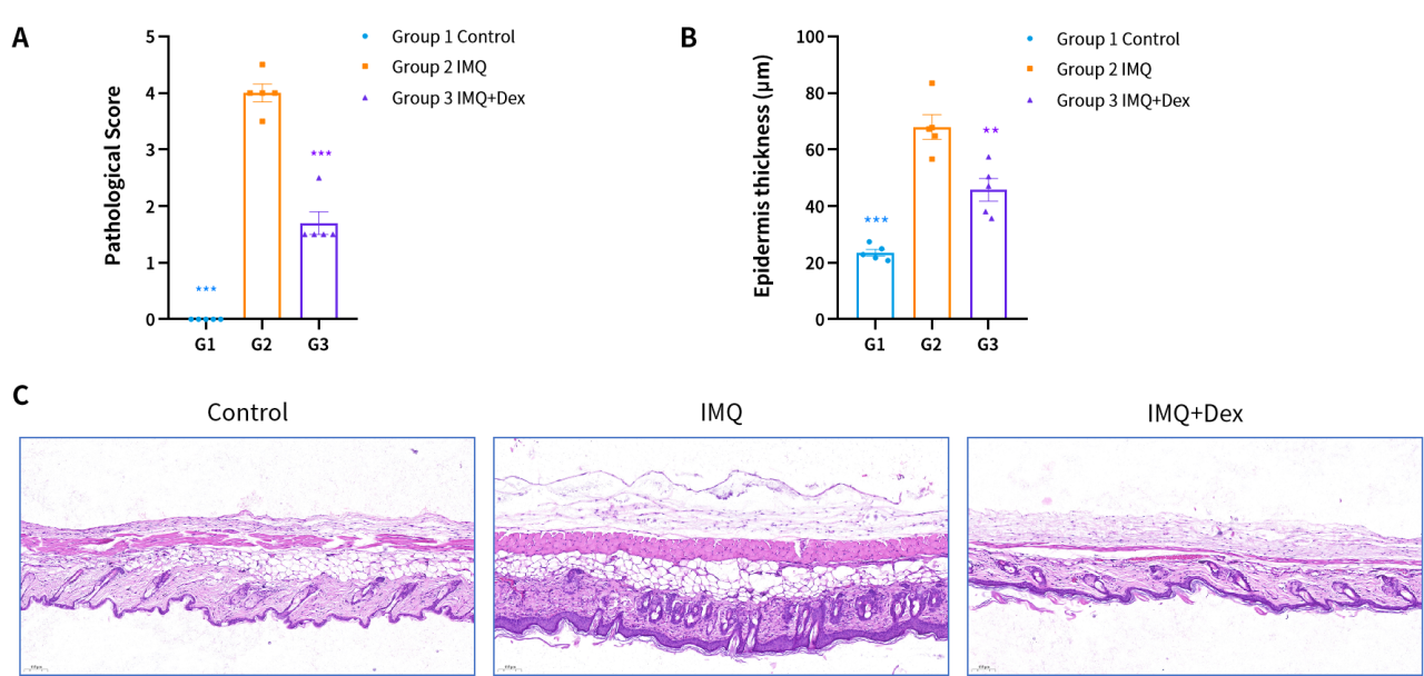 造模百科 | 银屑病小鼠模型