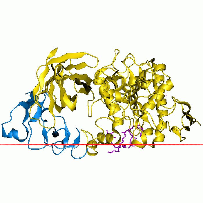 胰蛋白酶,USP级价格_品牌:MP Biomedicals-丁香通