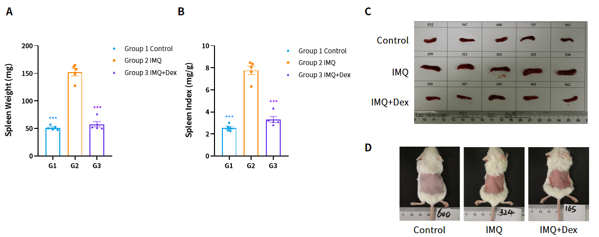 造模百科 | 银屑病小鼠模型