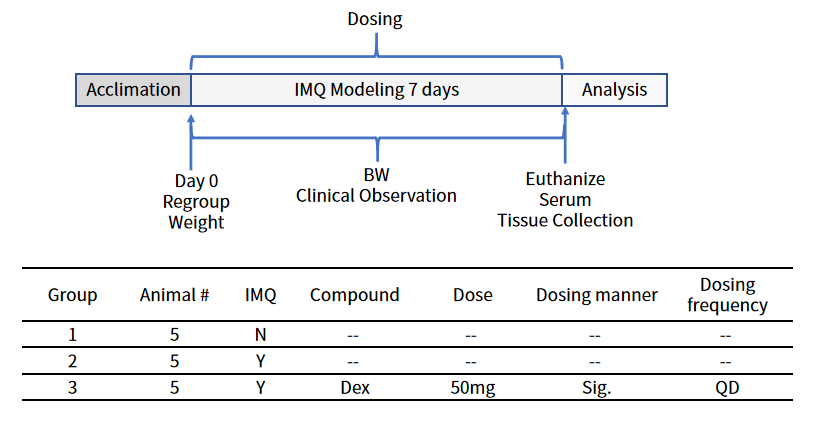 造模百科 | 银屑病小鼠模型
