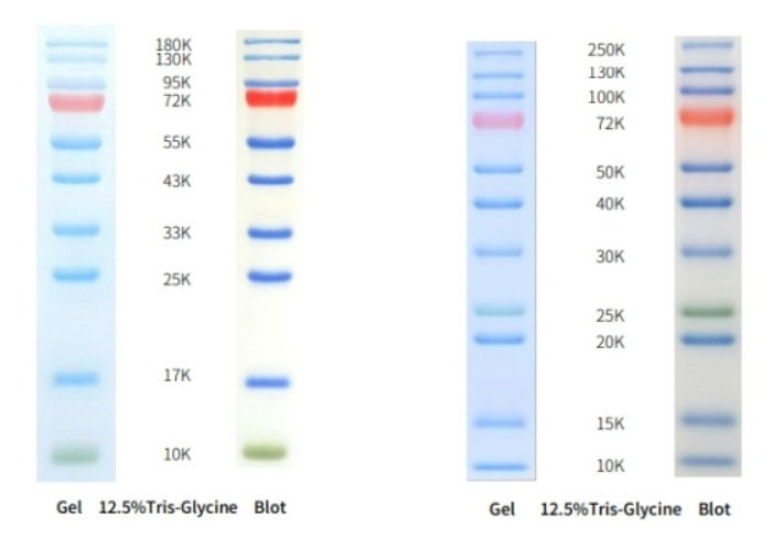 李记生物预染蛋白分子量标准（蛋白Marker的分类与选择）