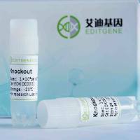 PI4KB基因敲除细胞(HEK293)