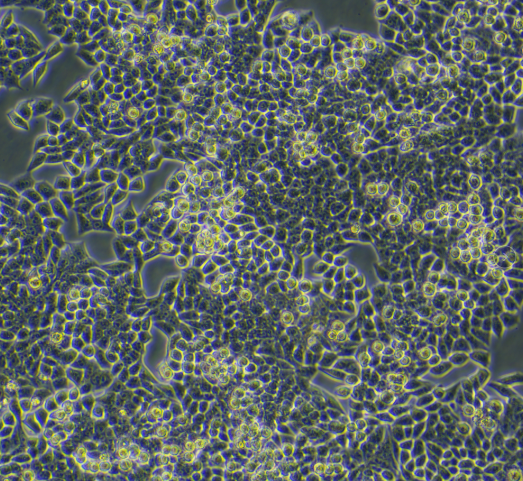 人滋养层细胞TEV1/LUC(带荧光素酶)