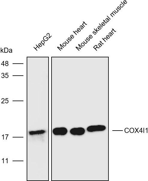 Anti-COX4I1 Monoclonal Antibo