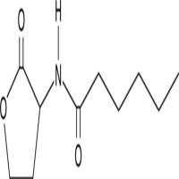 N-hexanoyl-DL-Homoserine lactone