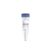 BioSmart Double-Block Taq Antibody (P141)