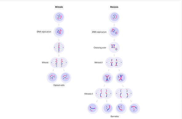 HPV（人乳头瘤病毒）基因分型检测试剂盒遇到的常见问题