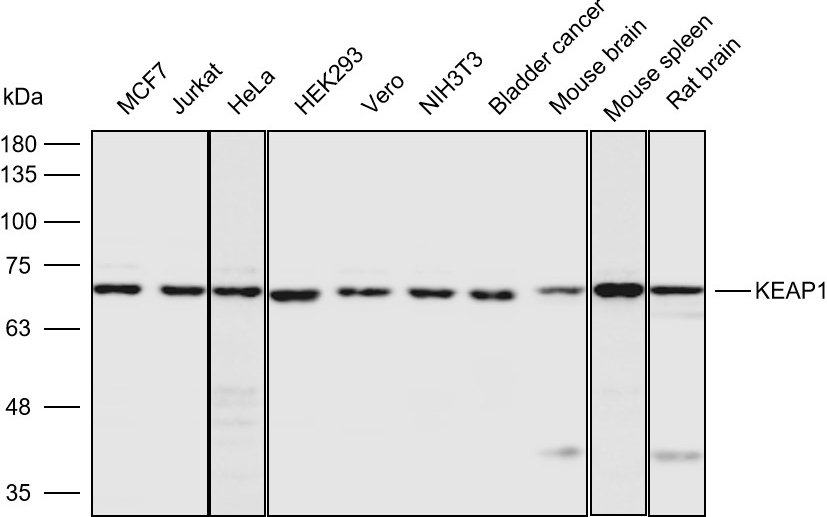 Anti-KEAP1 Polyclonal Antibody