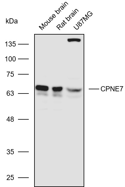 Anti-CPNE7 Polyclonal Antibody