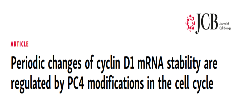 分子探针与表观遗传学研究好文分享：细胞周期蛋白D1 mRNA稳定性的周期性变化受到细胞周期中PC4修饰的调控