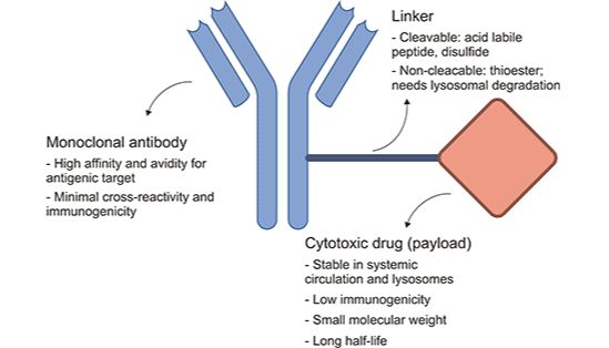 抗体药物偶联物：全面指南