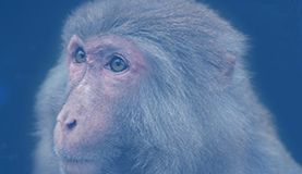 猴痘病毒研究相关