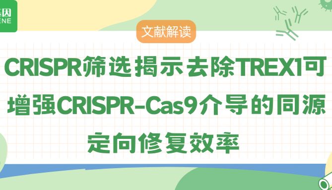 CRISPR筛选发现：TREX1的移除是提高CRISPR-Cas9 HDR效率的关键因素