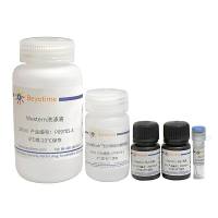 Actin超快速Western检测试剂盒