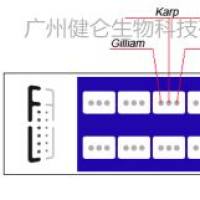 东方立克次体恙虫病IgG/IgM抗体快速检测卡