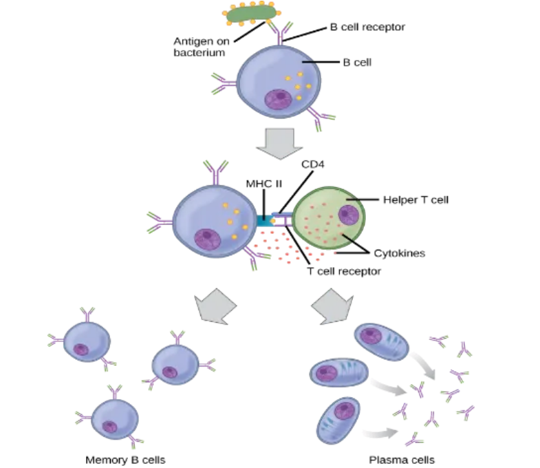 “N边形战士”—白细胞介素4