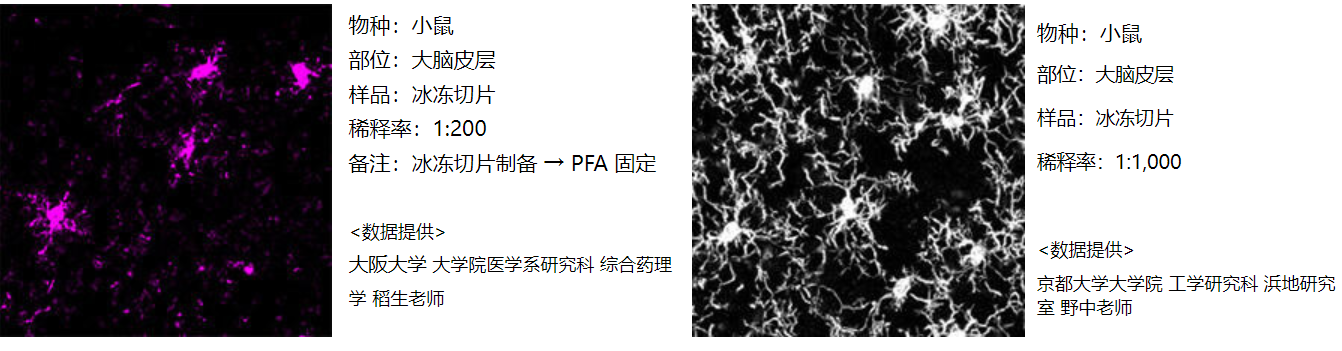 Wako抗 Iba1重组兔单抗体 (6A4)