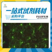 Wako抗 Iba1重组兔单抗体 (6A4)