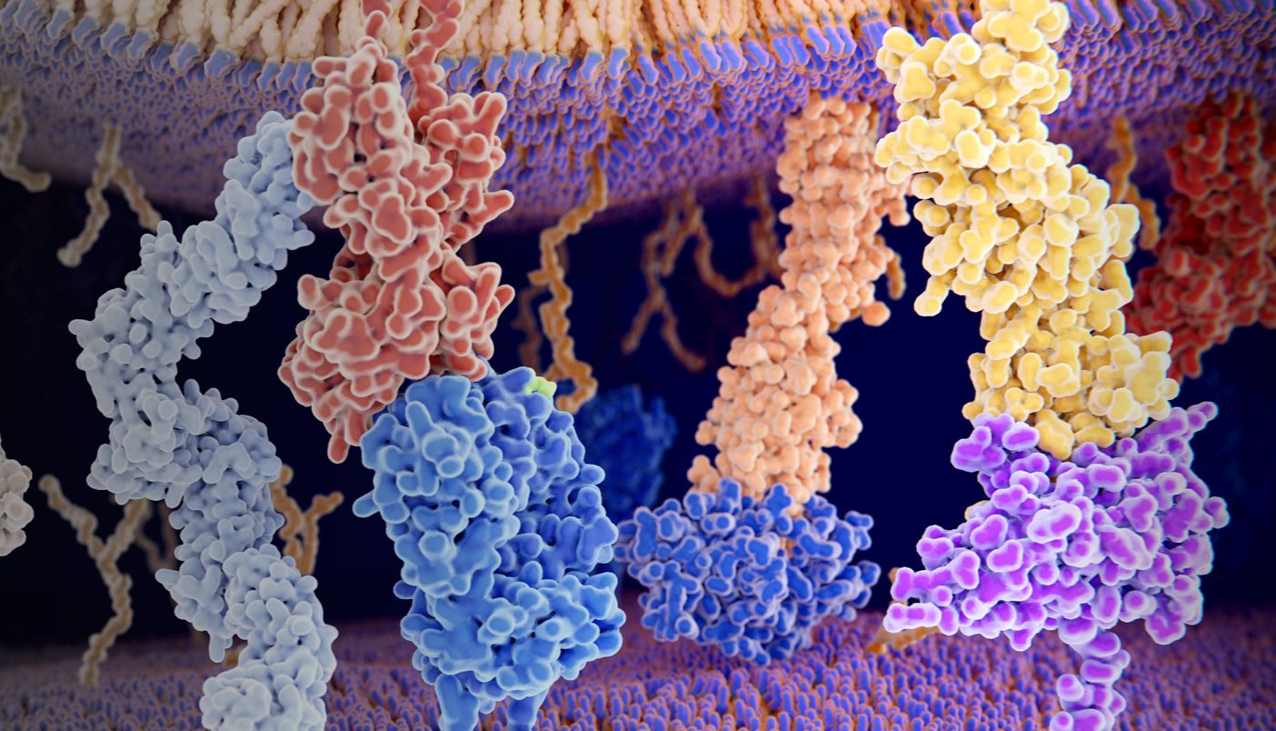 ATR抑制通过不同机制增强基于抗 PD-L1 的免疫疗法