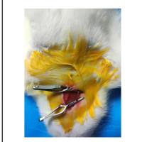 动物造模丨大鼠颈总动脉损伤