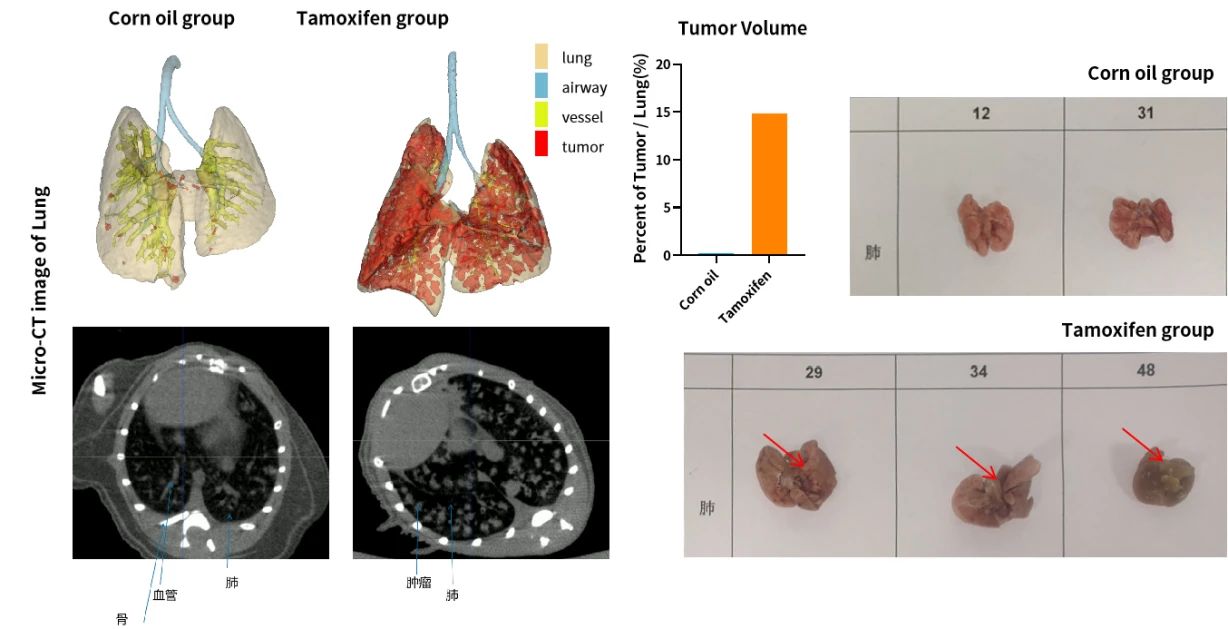 癌症研究新纪元：探索原位肿瘤模型的全貌