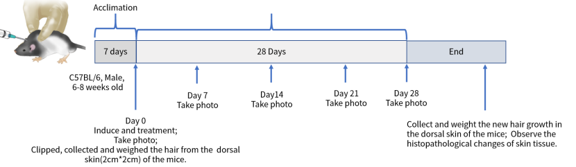 造模百科 | 雄激素性脱发小鼠模型
