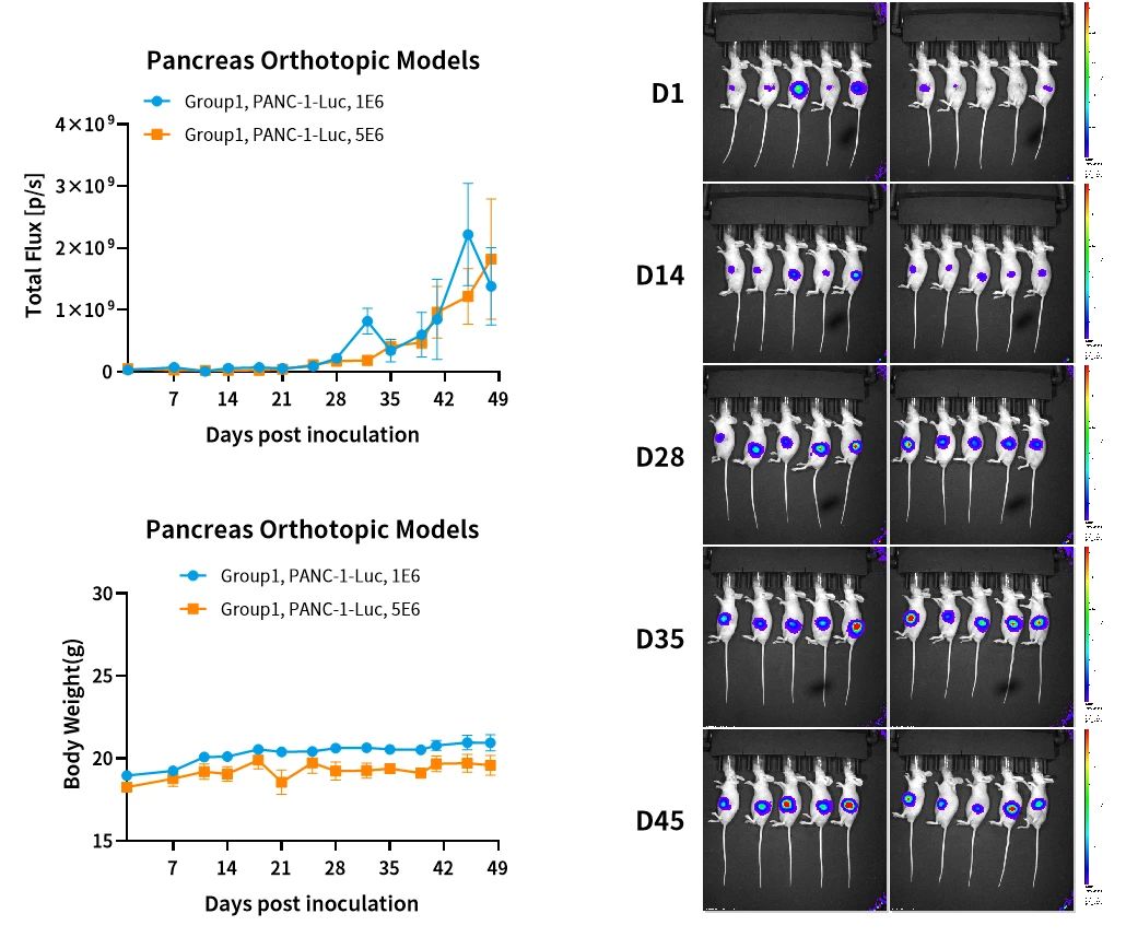 癌症研究新纪元：探索原位肿瘤模型的全貌