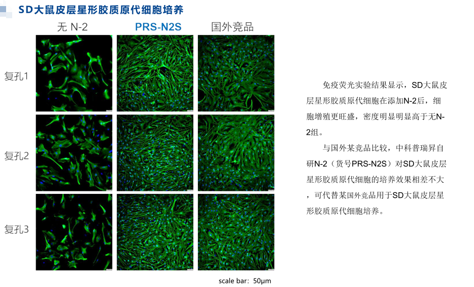 中科普瑞昇N-2无血清添加剂注意事项