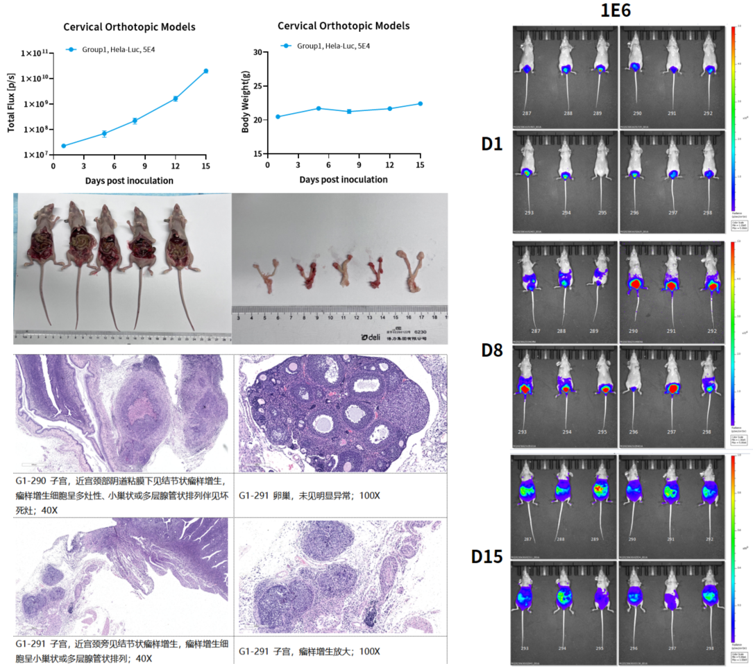 癌症研究新纪元：探索原位肿瘤模型的全貌