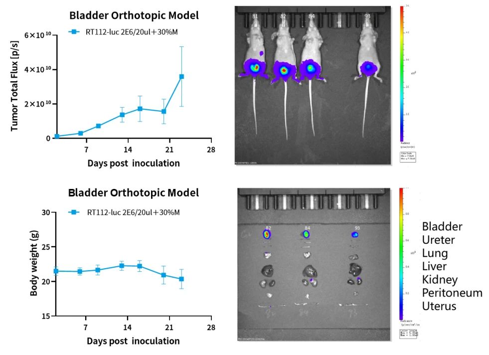 癌症研究新纪元：探索原位肿瘤模型的全貌