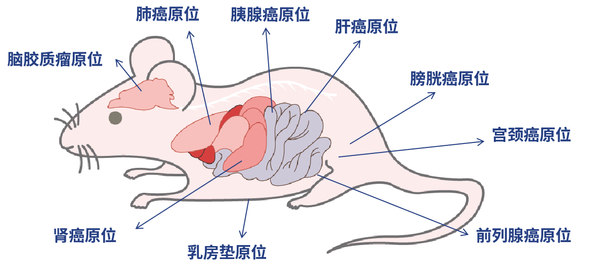 癌症研究新纪元：探索原位肿瘤模型的全貌