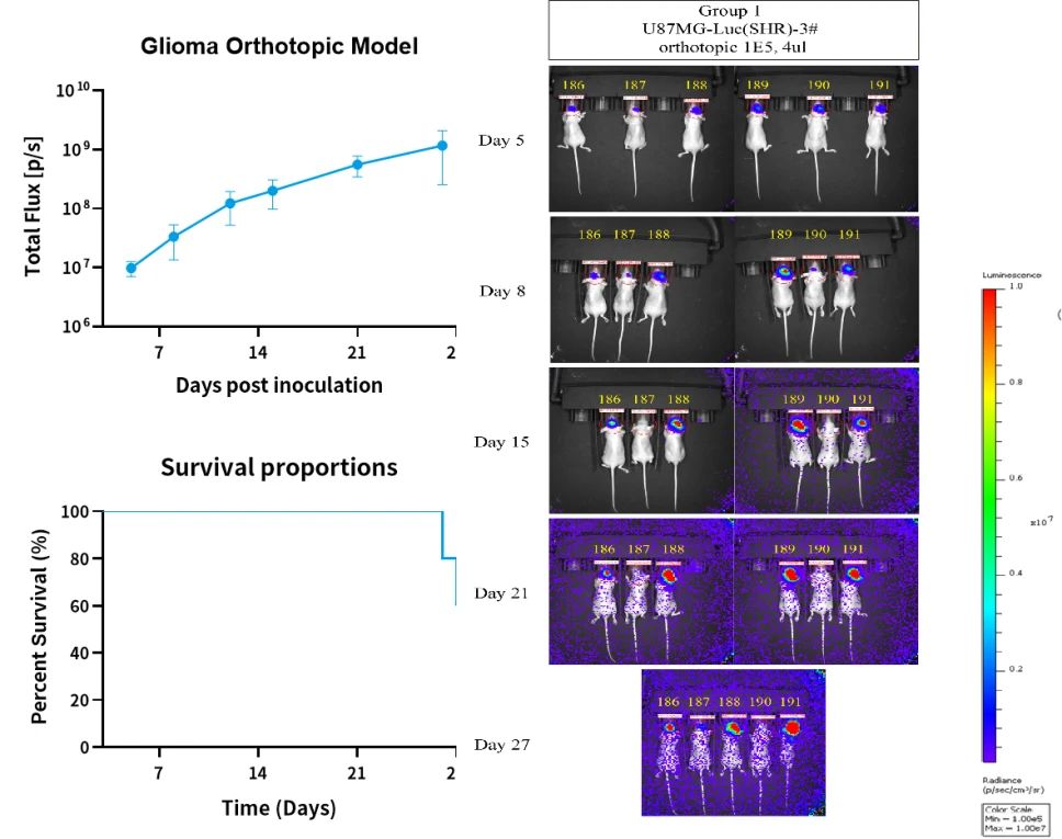 癌症研究新纪元：探索原位肿瘤模型的全貌