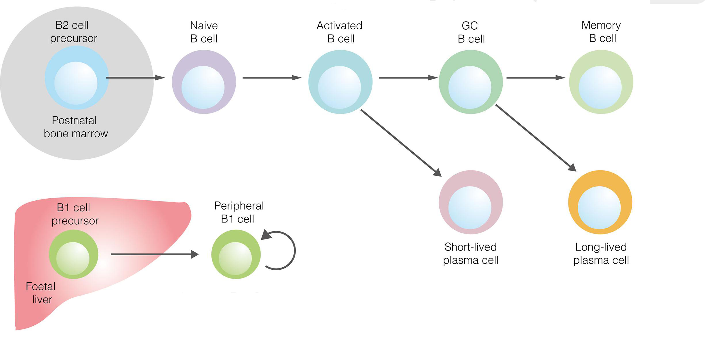 B细胞的活化及体外扩增培养