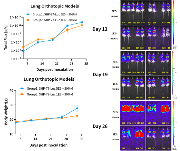 癌症研究新纪元：探索原位肿瘤模型的全貌