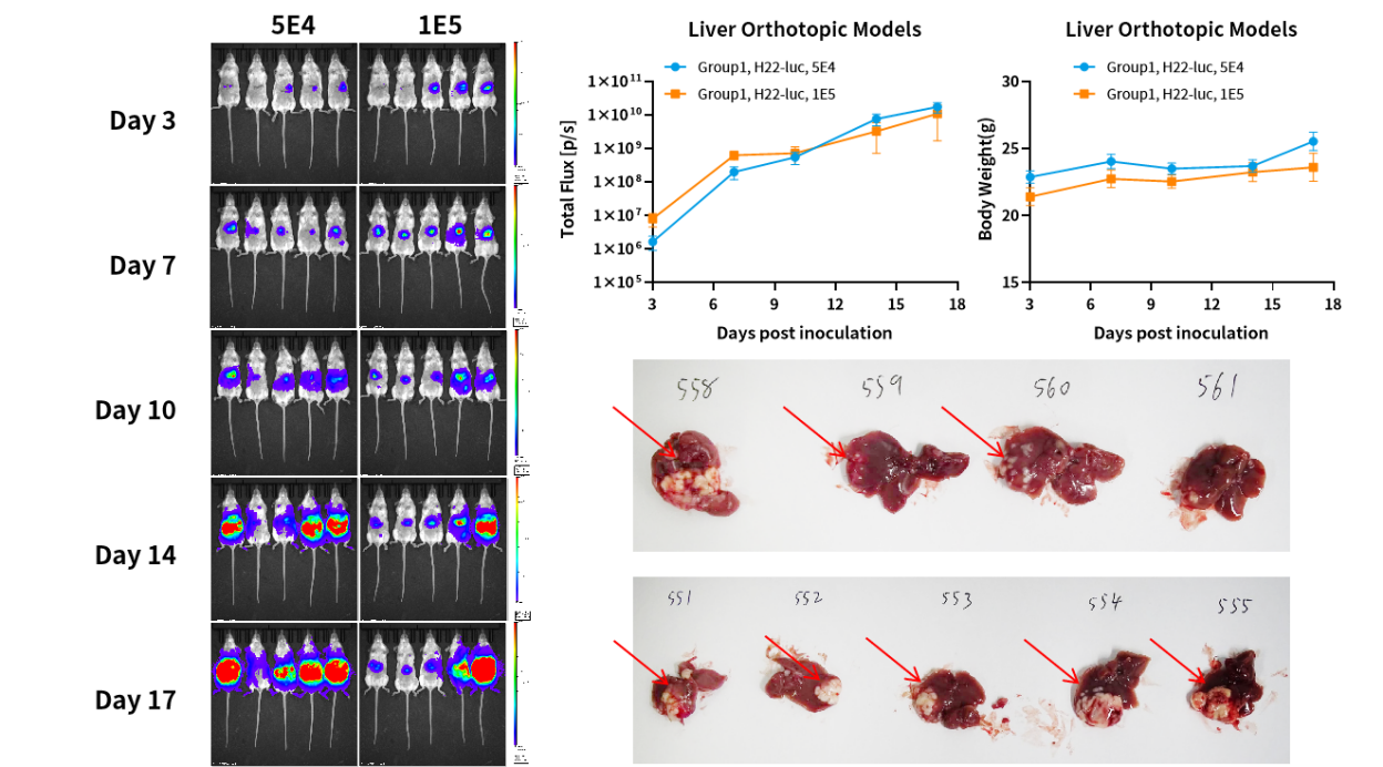 癌症研究新纪元：探索原位肿瘤模型的全貌