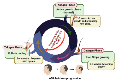 造模百科 | 雄激素性脱发小鼠模型