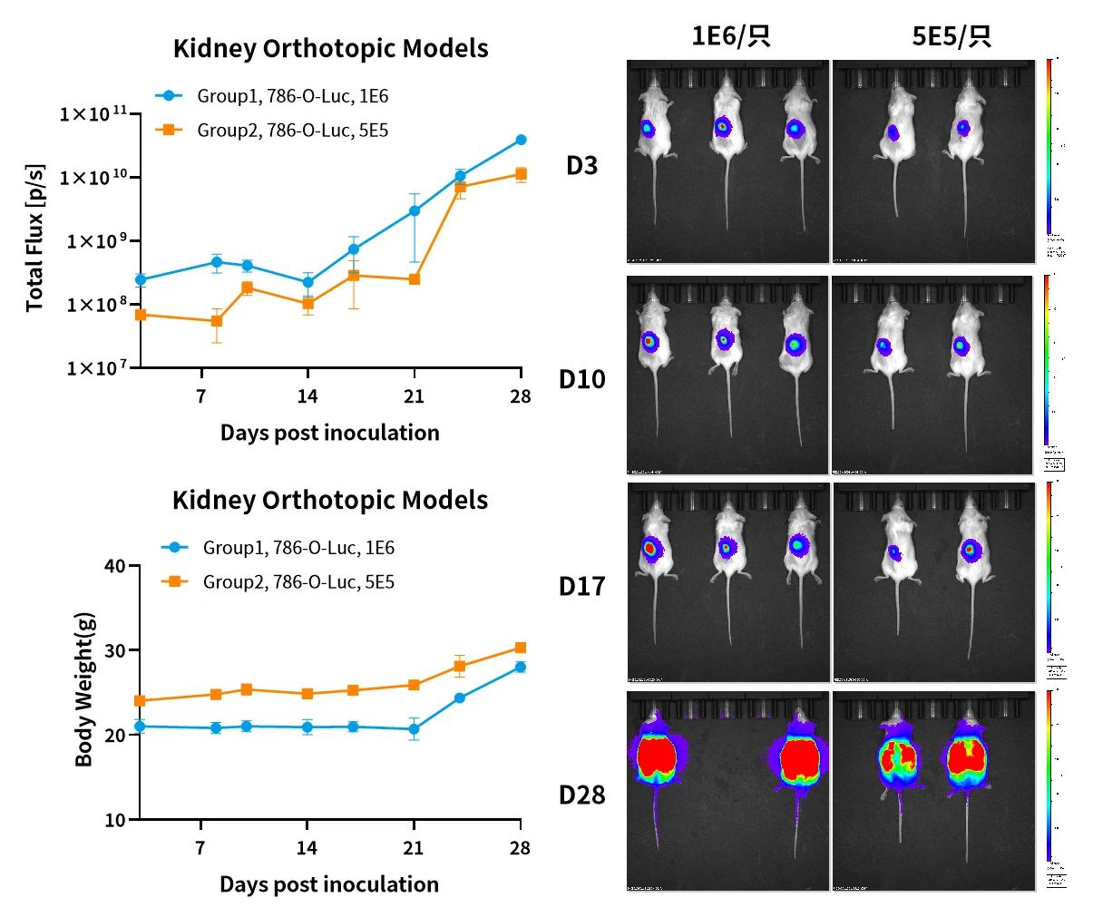 癌症研究新纪元：探索原位肿瘤模型的全貌